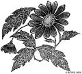 chrysanthemumdesign.jpg