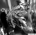 silver_leaves2.jpg